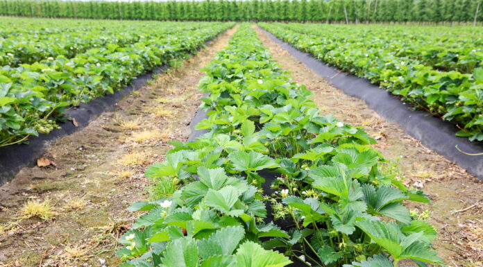 Rekomendacje dla producentów truskawek na szkoleniu w Jasieńcu