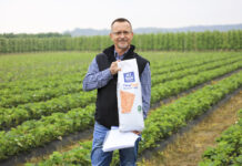 Przebarwienia na liściach truskawek. Skąd się biorą i jak im zapobiec?