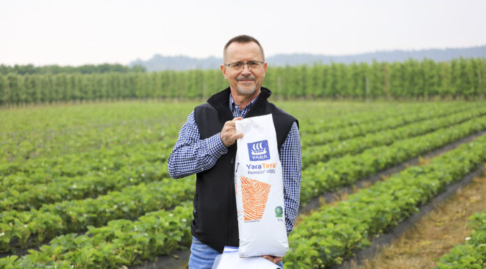 Przebarwienia na liściach truskawek. Skąd się biorą i jak im zapobiec?