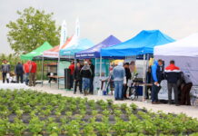 Truskawkowe Inspiracje w „deszczu” informacji (cz. II)