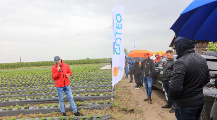 Truskawkowe Inspiracje w „deszczu” informacji (cz. I)