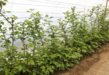 Nawożenie malin z firmą YARA, cz. IV