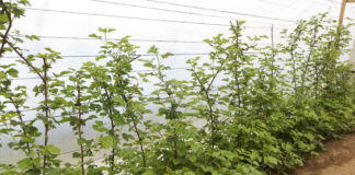 Nawożenie malin z firmą YARA, cz. IV