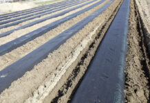 Jedna czy dwie linie kroplujące na zagon w uprawie truskawek?