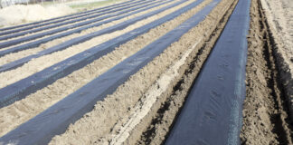 Jedna czy dwie linie kroplujące na zagon w uprawie truskawek?