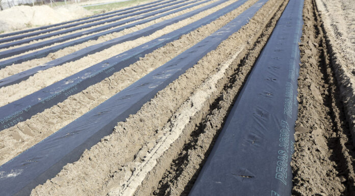 Jedna czy dwie linie kroplujące na zagon w uprawie truskawek?