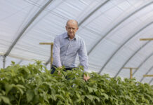 Nawożenia azotem w uprawie malin. Skutecznie a niedrogo