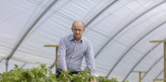 Nawożenia azotem w uprawie malin. Skutecznie a niedrogo