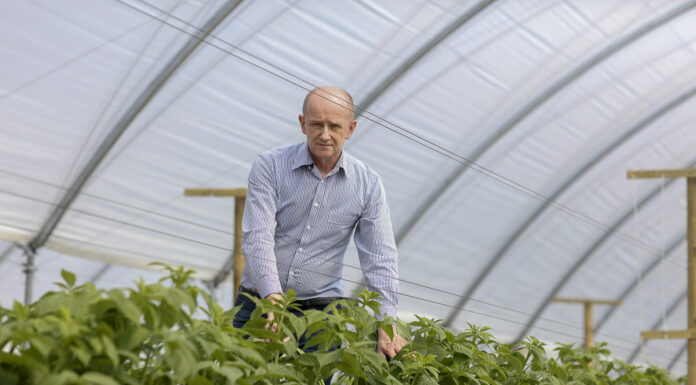 Nawożenia azotem w uprawie malin. Skutecznie a niedrogo