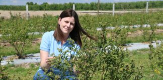 Nowe biostymulatory w projekcie Borówkowe Factory