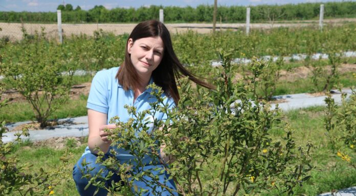 Nowe biostymulatory w projekcie Borówkowe Factory