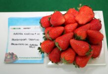 Pokaz owoców truskawek na Macfrut 2022
