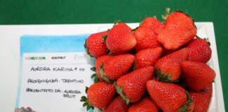 Pokaz owoców truskawek na Macfrut 2022