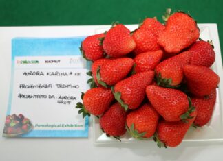 Pokaz owoców truskawek na Macfrut 2022