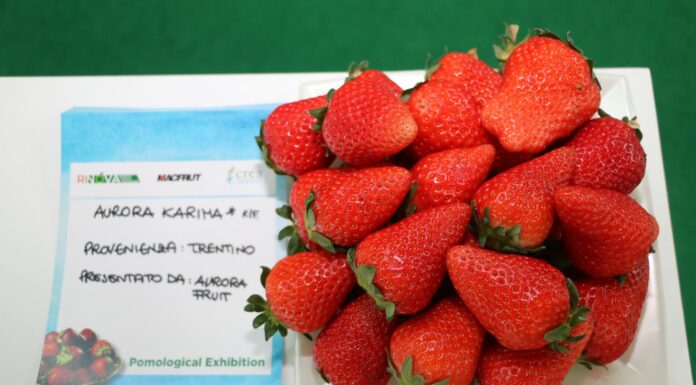 Pokaz owoców truskawek na Macfrut 2022