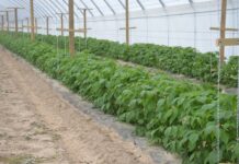 Regulacja liczby pędów w uprawie malin na zbiór jesienny – Malinowe Factory 2022