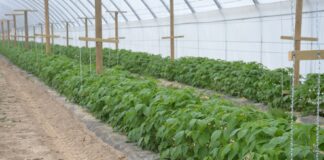 Regulacja liczby pędów w uprawie malin na zbiór jesienny – Malinowe Factory 2022