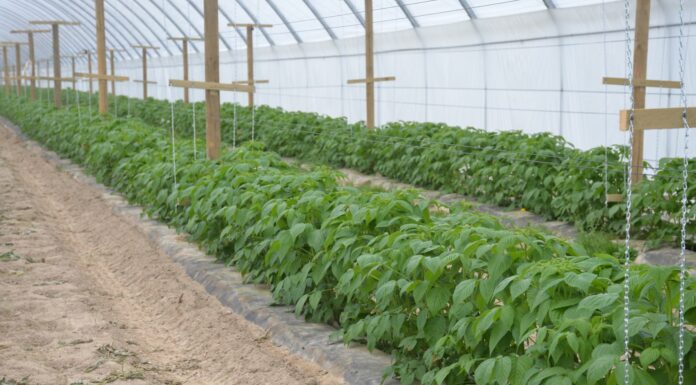 Regulacja liczby pędów w uprawie malin na zbiór jesienny – Malinowe Factory 2022