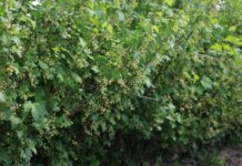 Porzeczkowe i aroniowe plantacje po przymrozkach na północy Polski