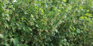 Porzeczkowe i aroniowe plantacje po przymrozkach na północy Polski