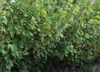 Porzeczkowe i aroniowe plantacje po przymrozkach na północy Polski