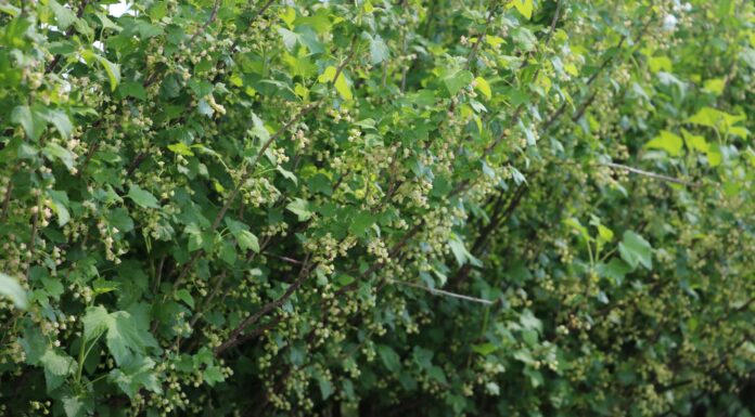 Porzeczkowe i aroniowe plantacje po przymrozkach na północy Polski