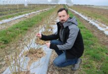 Znane i nowe rozwiązania do nawożenia borówki od firmy Yara – Borówkowe Factory 2022