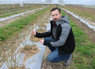 Znane i nowe rozwiązania do nawożenia borówki od firmy Yara – Borówkowe Factory 2022