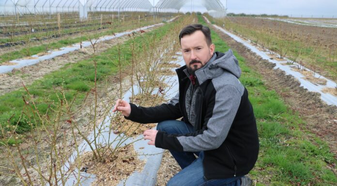 Znane i nowe rozwiązania do nawożenia borówki od firmy Yara – Borówkowe Factory 2022