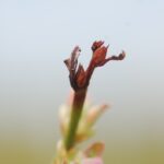 Objawy-szarej-plesni-na-pedach-borowki