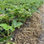 Podniesienie aktywności biologicznej gleby. Czy warto?