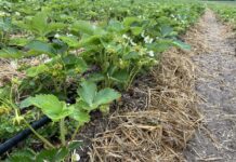 Podniesienie aktywności biologicznej gleby. Czy warto?