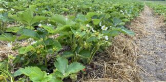 Podniesienie aktywności biologicznej gleby. Czy warto?