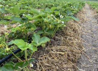 Podniesienie aktywności biologicznej gleby. Czy warto?