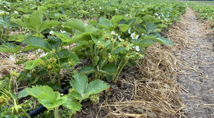 Podniesienie aktywności biologicznej gleby. Czy warto?