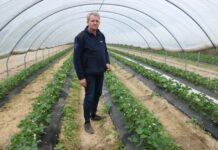 Produkty na bazie węgla brunatnego i ich wpływ na kondycję truskawek