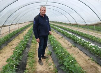 Produkty na bazie węgla brunatnego i ich wpływ na kondycję truskawek