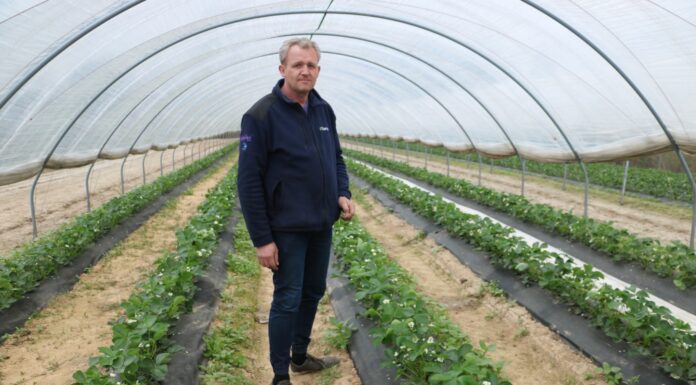 Produkty na bazie węgla brunatnego i ich wpływ na kondycję truskawek