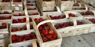 Ceny truskawek i malin na rynkach hurtowych w dn. 15.06.2023