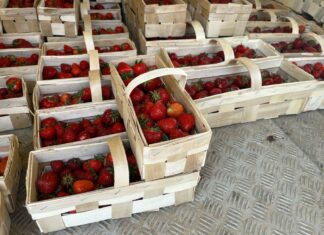 Ceny truskawek i malin na rynkach hurtowych w dn. 15.06.2023