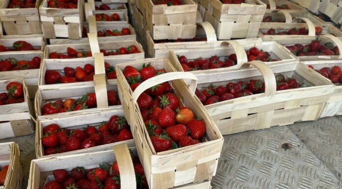 Ceny truskawek i malin na rynkach hurtowych w dn. 15.06.2023