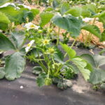 Twistmonitoring_plantacji