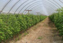 Maliny na zbiór letni czy może letnio-jesienny?