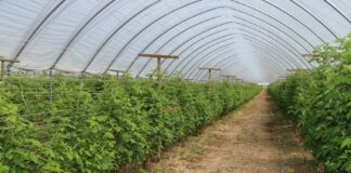 Maliny na zbiór letni czy może letnio-jesienny?