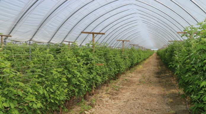 Maliny na zbiór letni czy może letnio-jesienny?