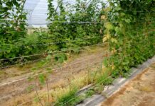 Fytoftora na plantacjach malin i truskawki