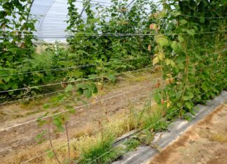 Fytoftora na plantacjach malin i truskawki