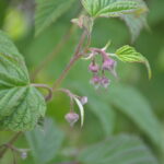 fot. 3 Wilamettemonitoring_malina_15_