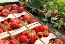 ‘Alba’ to doskonała odmiana truskawek!