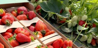 ‘Alba’ to doskonała odmiana truskawek!